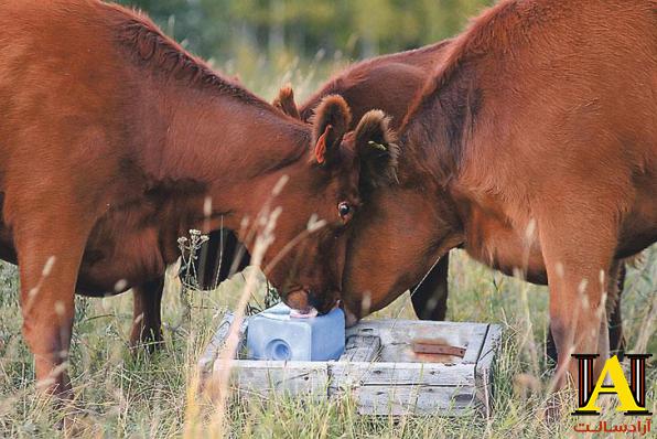 تولید انواع نمک دام و طیور