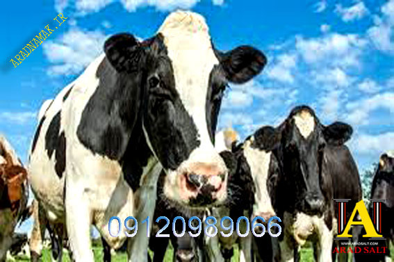 سنگ نمک دامی