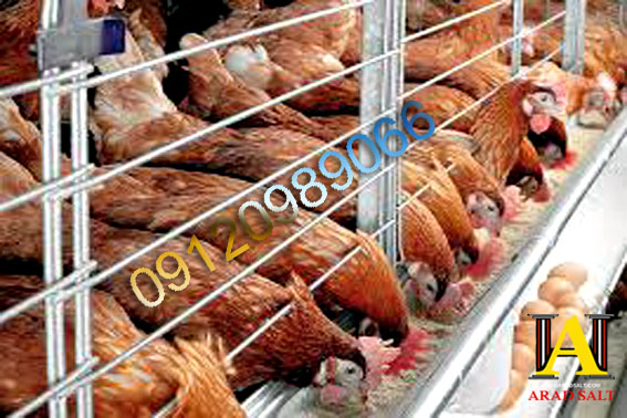 نمک دام و طیور