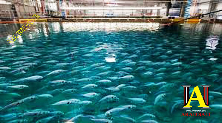 نمک طیور و آبزیان