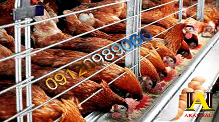 نمک طیور و آبزیان