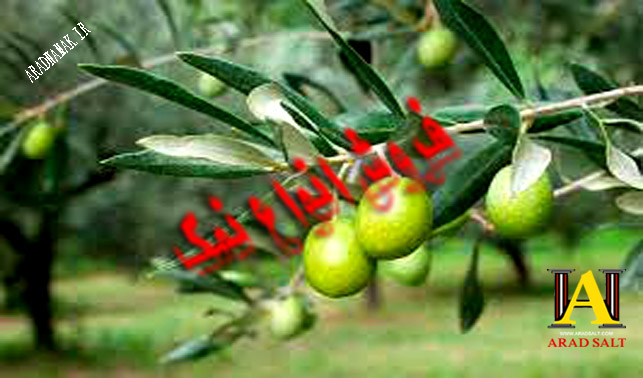 نمک زیتون درجه یک